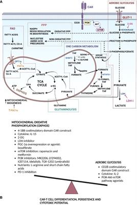 Targeting of chimeric antigen receptor T cell metabolism to improve therapeutic outcomes